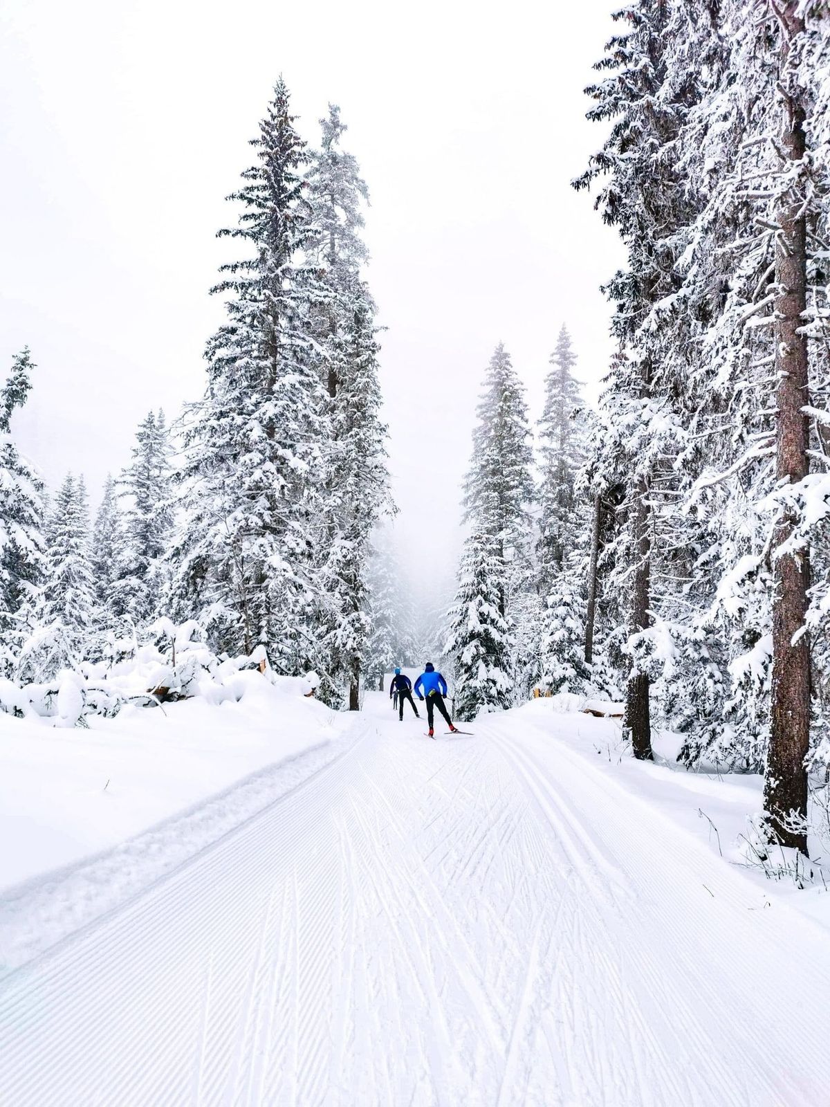 Stage de perfectionnement en ski de fond avec Zecamp