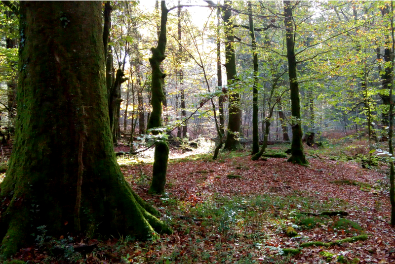 Forêt d'Andaine
