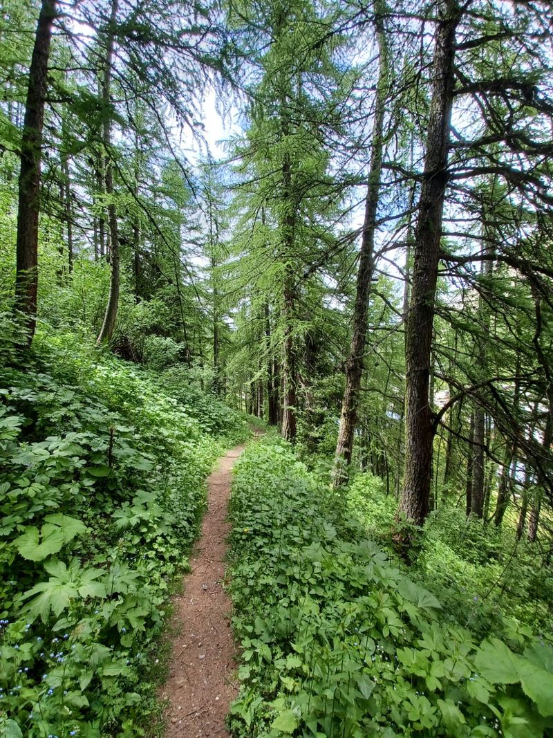 Escapade en forêt de Rogoney