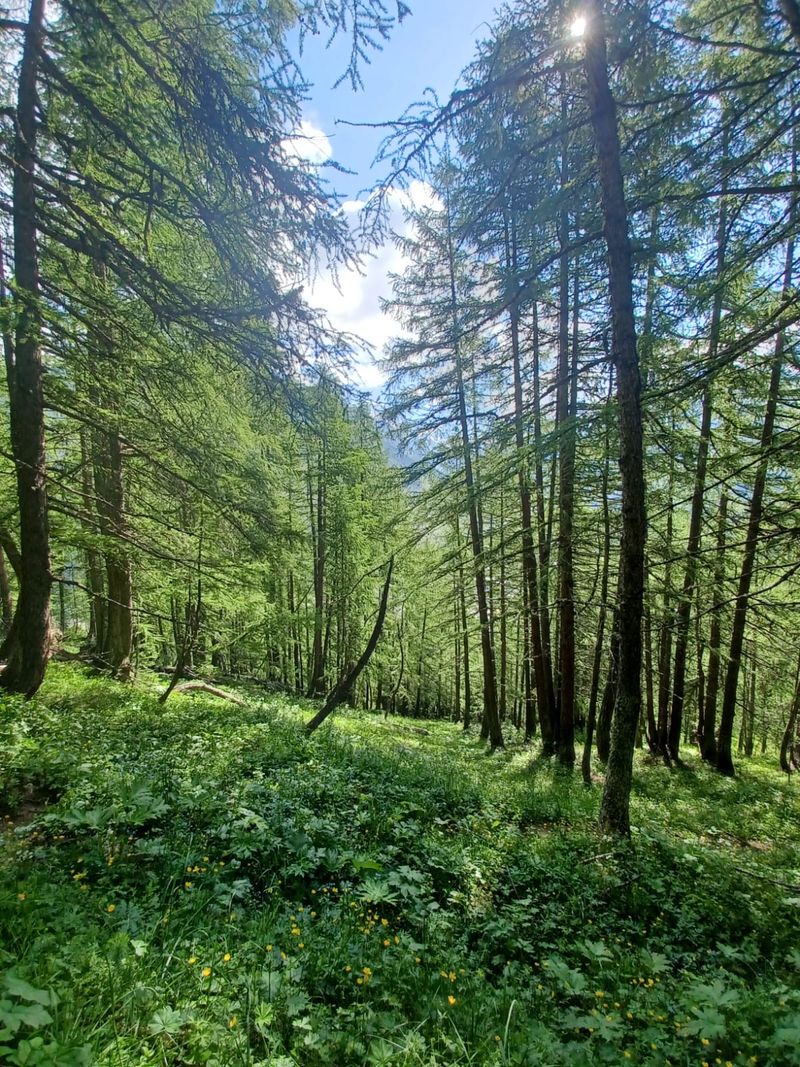 A travers le Bois de la Balme